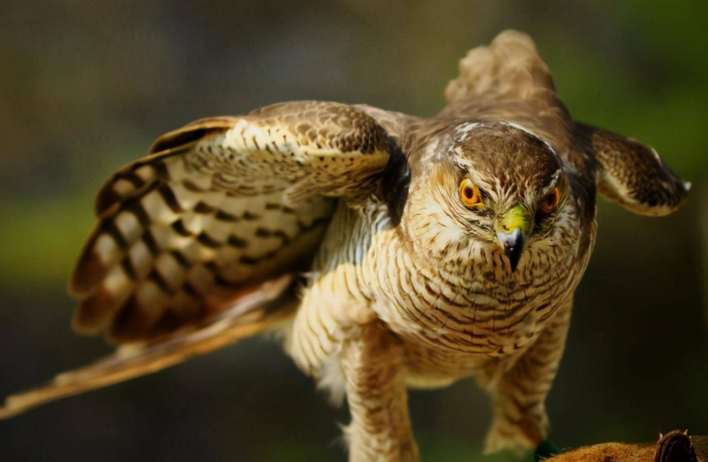 老鹰内外开花取胜,看板凳深度得分数据超群的简单介绍 老鹰内外开花取胜,看板凳深度得分数据超群的简单介绍